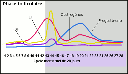 phase folliculaire ou péri-ovulatoire