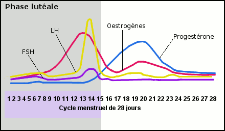 phase luteale