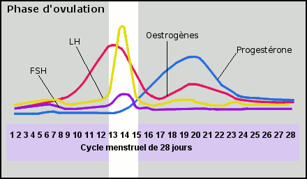 phase ovulation